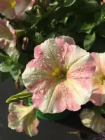 2016-06-12 18.36.05.webp