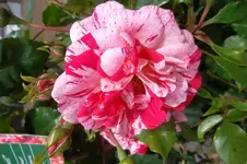 SAM_1599.webp
