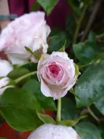 P1180211.webp