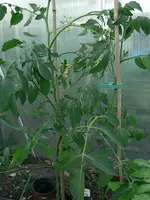 P1580899.webp