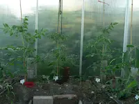 P1580903.webp