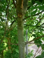 GEDC0535-- unbekannter Busch_Stamm alt.webp