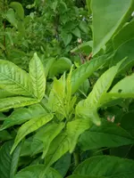 GEDC0535-- unbekannter Busch_Austrieb jung.webp