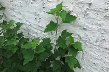 unbekannte 6.webp