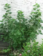 unbekannte 5.webp