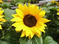 Bilda1166.webp