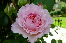 DSCF1753.webp