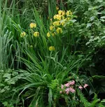 Hintertürblick_30.05.16.JPG