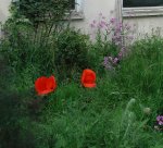 Mohn_30.05.16.JPG