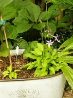 Mini-Hosta_2St.webp