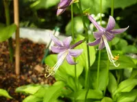 Mini-Hosta_Blüte.webp