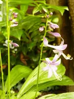 Mini-Hosta-Blütenstengel.webp