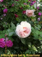 IMG_4956.webp