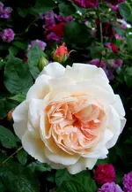 IMG_5123-003.webp