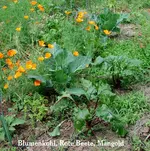 KohlBeete_19.06.16.webp