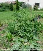 ZucchTom_19.06.16.jpg