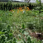 Blühspinat_19.06.16.webp