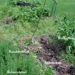 BohnenundKraut_19.06.16.webp