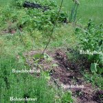 BohnenundKraut_19.06.16.JPG