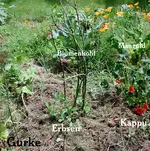 Erbsen_19.06.16.JPG