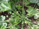Zucchino_19.06.16.jpg