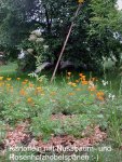 Kartoffeln_19.06.16.jpg