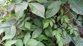 DSC03605.webp