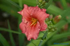 comp_DSC05161.webp