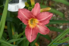 comp_DSC05162.webp