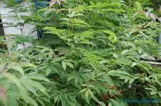 comp_DSC05166.webp