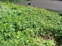 Moschuserdbeeren ohne Beeren.webp