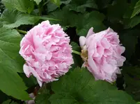 P1000760.webp