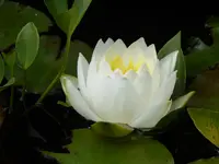 P1000763.webp