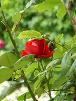 P1000765Namenlos.webp