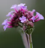 Eisenkraut 160612.jpg
