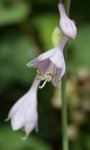 Hosta 160619.jpg