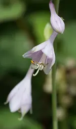 Hosta 160619.webp