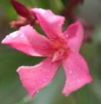 Oleander 160618.jpg