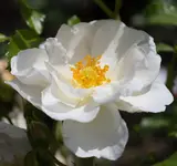 Poesie 160619.jpg