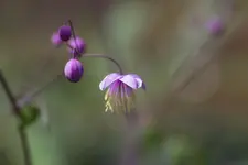 Wiesenraute 160619.webp