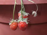 086.webp