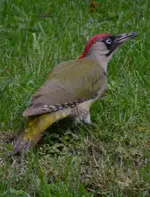 Grünspecht1.webp