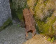 Froschns.webp