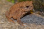 Froschns1.jpg