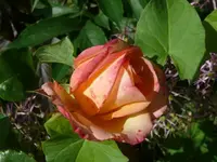 k-P1110484.webp