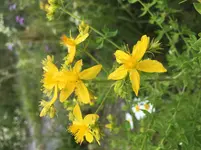 blume.webp