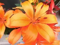 Bilda2722.webp