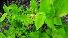 sonntag 013.webp