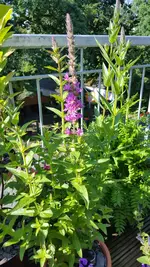 Screenshot_20160620-094118.jpg