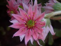 095.webp